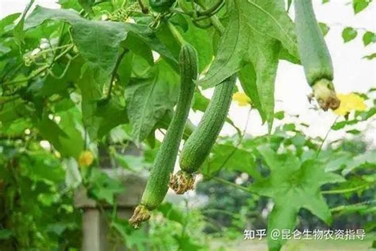 有机肥的分类有哪些,具体有哪能区别？