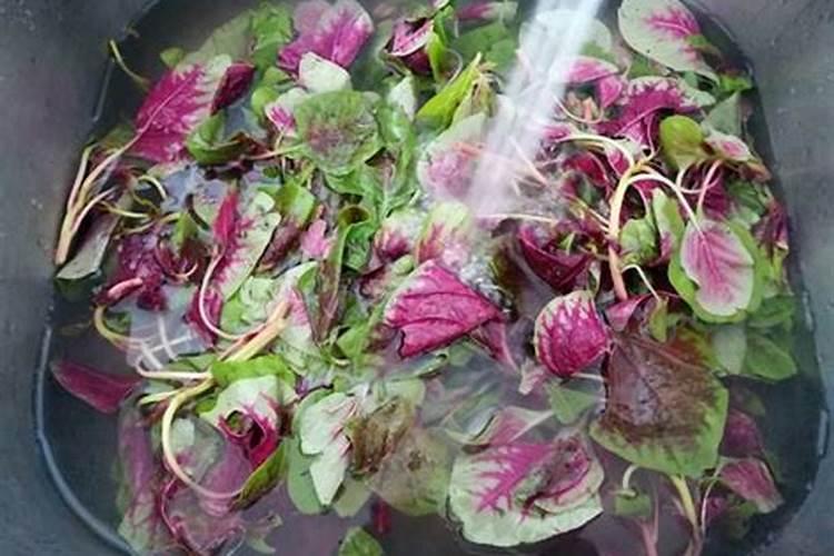 苋菜喜欢什么肥料