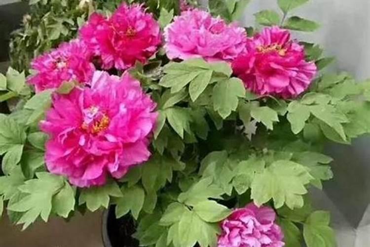 牡丹叶子多不开花(揭秘牡丹叶子多不开花的原因及解决办法)