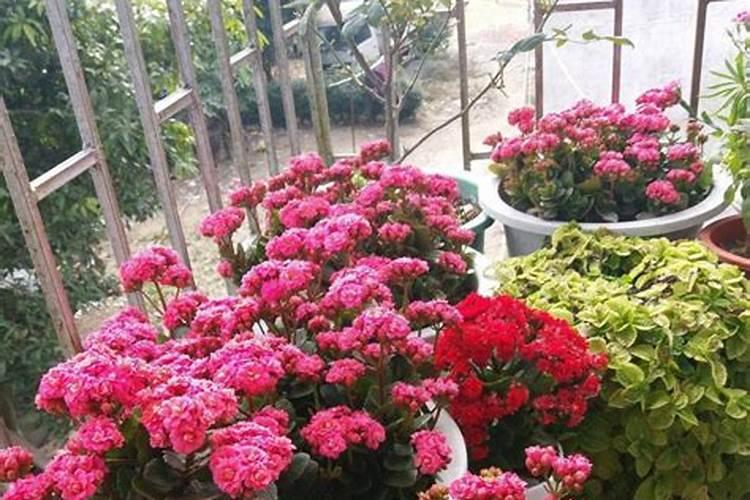 长寿花为什么不开花只长叶子