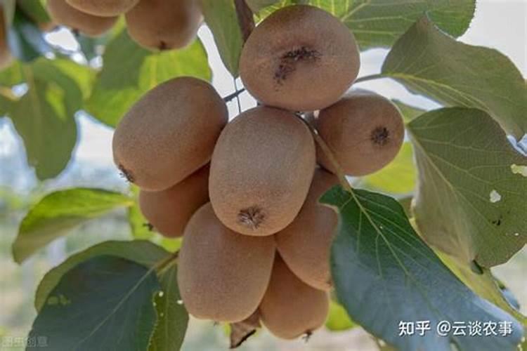 猕猴桃怎样合理施肥？