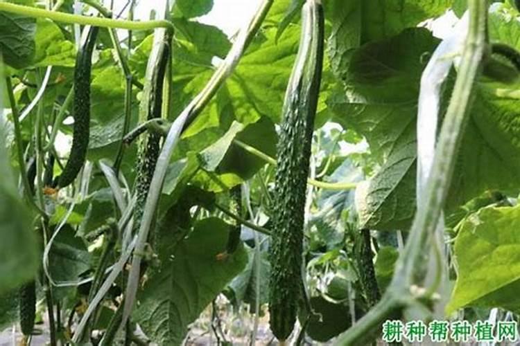 黄瓜什么时候用高钾肥料 怎么施肥提高产量