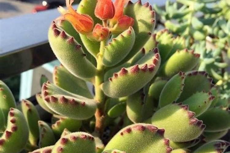 盆栽多肉植物施什么肥 该如何施肥