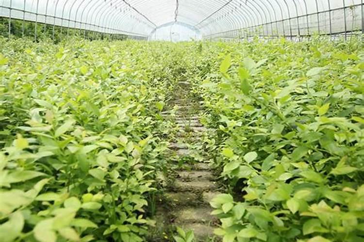 果树用什么肥料好？