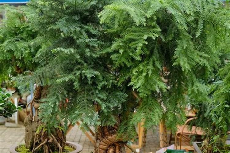 办公室养什么花好？