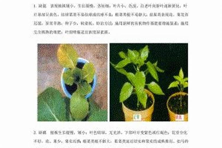 土豆什么时候该施钾肥？土豆钾肥施用方法是什么？