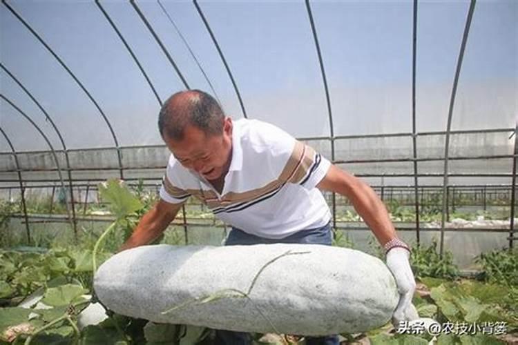 种冬瓜喜欢什么肥 冬瓜的施肥方法