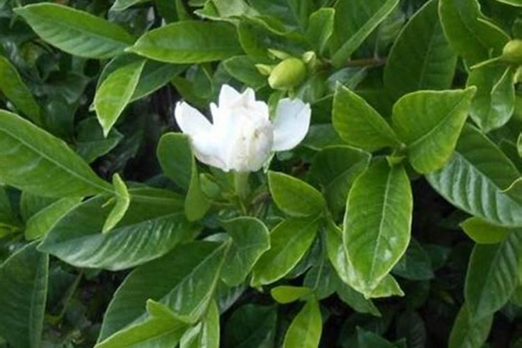 栀子花怎么追肥花苞挂满枝头
