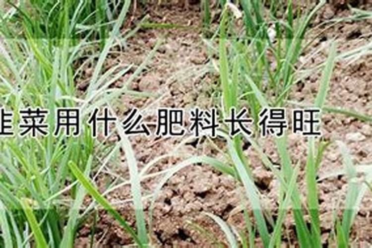 韭菜用什么肥料长得又肥又壮