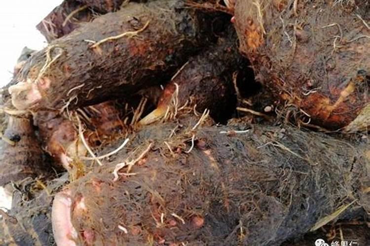 芋头重茬解决方法 芋头重茬如何解决