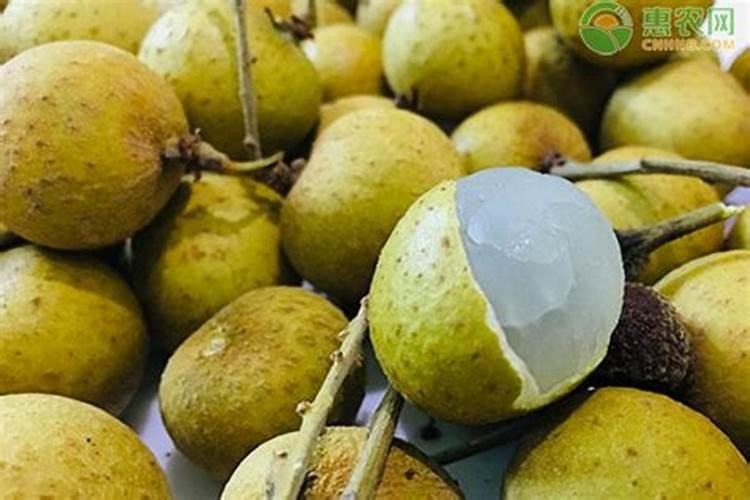 桂圆树采果后怎么施肥 施加什么肥料好