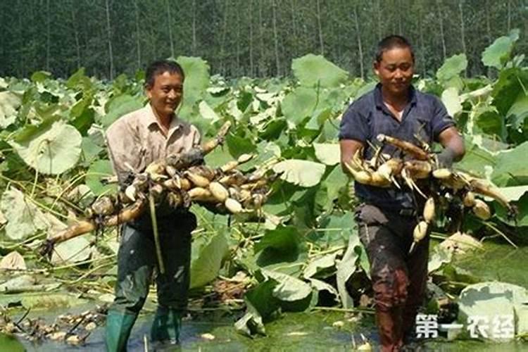 莲藕用什么肥料最好