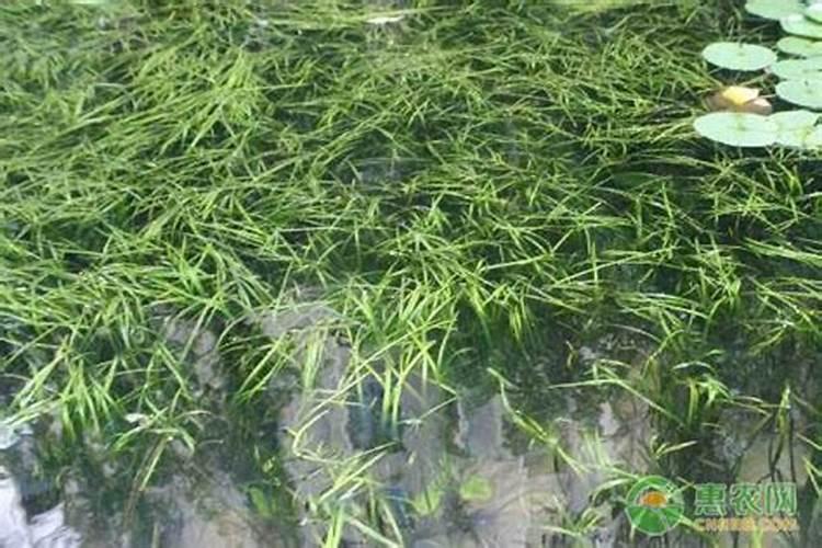 养水草加什么肥料