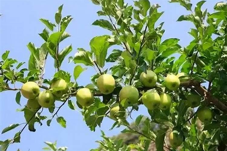 苹果树冬季施肥技术