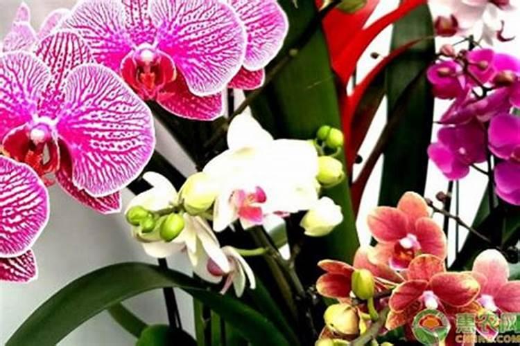 蝴蝶兰长花剑怎么施肥