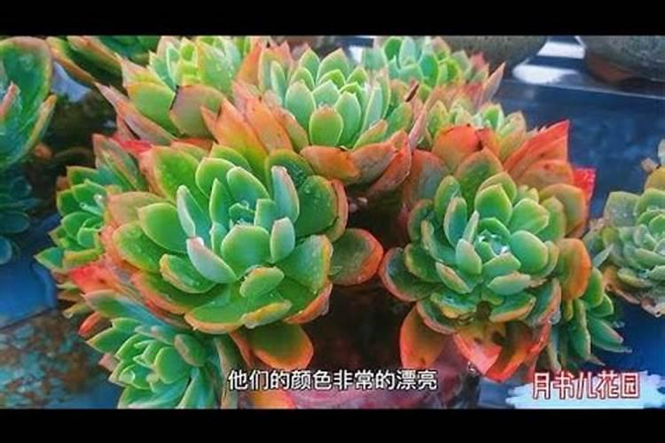 多肉怎么控养出状态