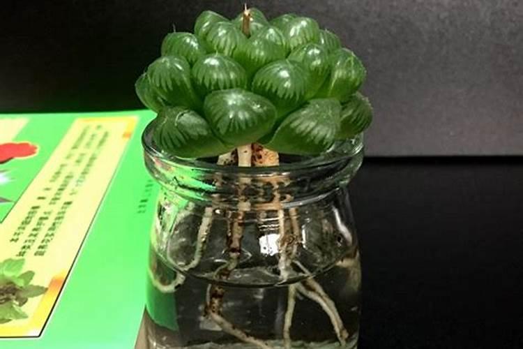 玉露香梨开花前打什么药