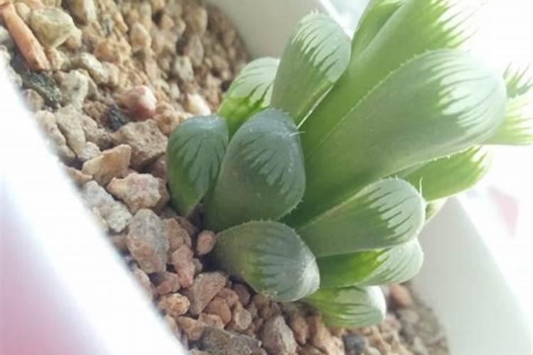 多肉玉露能多浇水吗？