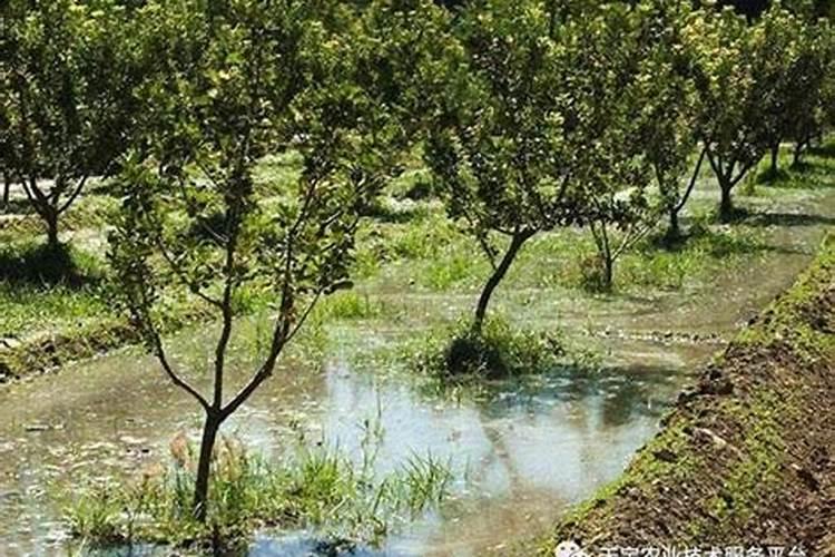 下雨时可以给果树散水溶肥吗？