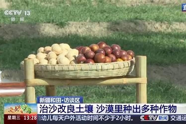 沙地适合种植辣椒吗？