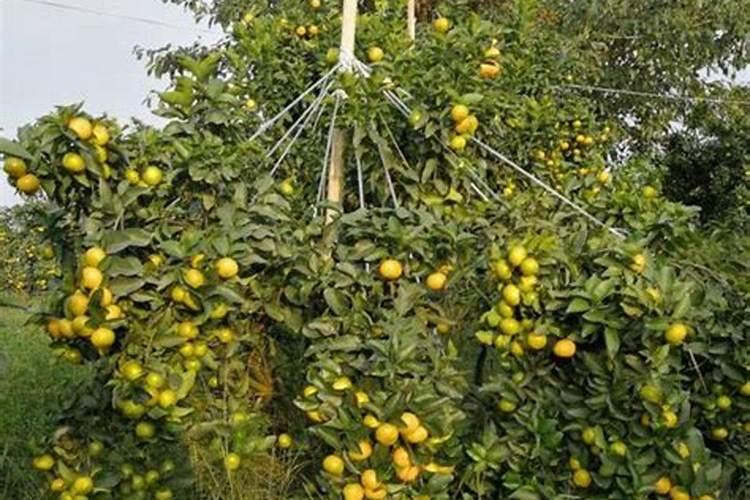 柑橘苗叶面肥施药方法