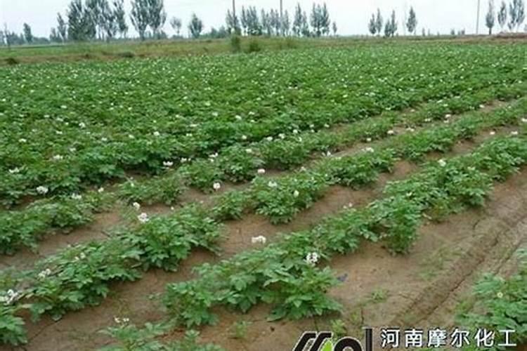 硫酸钾肥料适合种什么