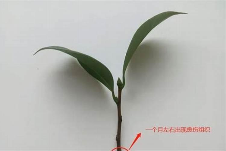 新栽种的茶苗该怎么进行施肥操作