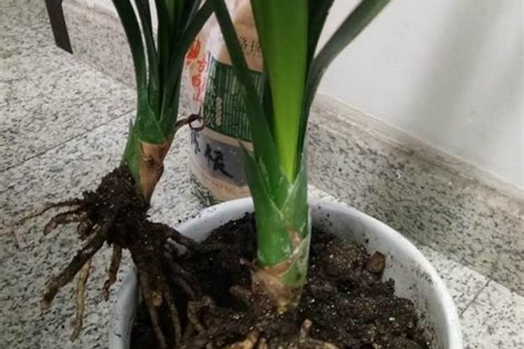 君子兰专用肥催花有机肥保透气秘制肥透水秘制施一次用量多少？