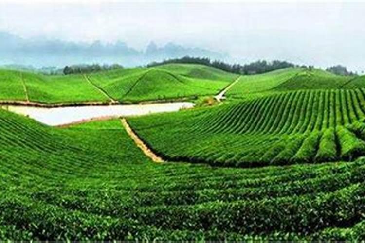 茶树底肥放什么肥好(底肥施用方法)