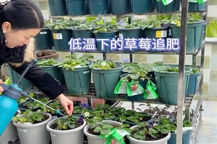 草莓不膨果可能是哪些原因？该怎么解决？