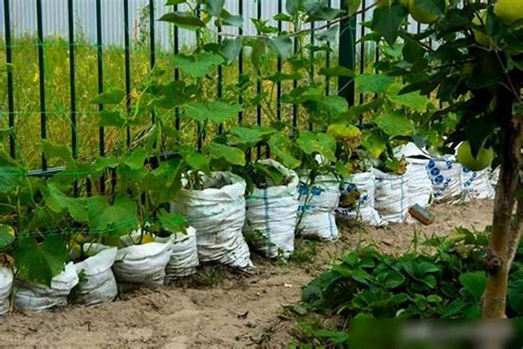 桃树秋施什么肥最好