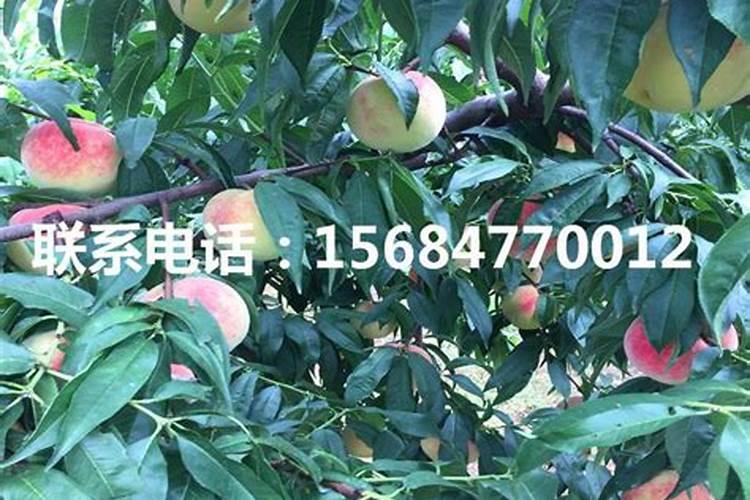 氨基酸是否能给桃树吗用