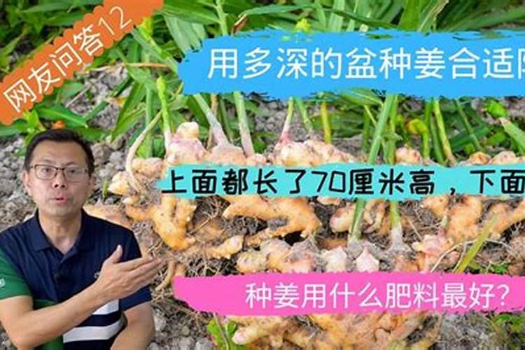 硫酸钾可以直接用做生姜底肥吗？
