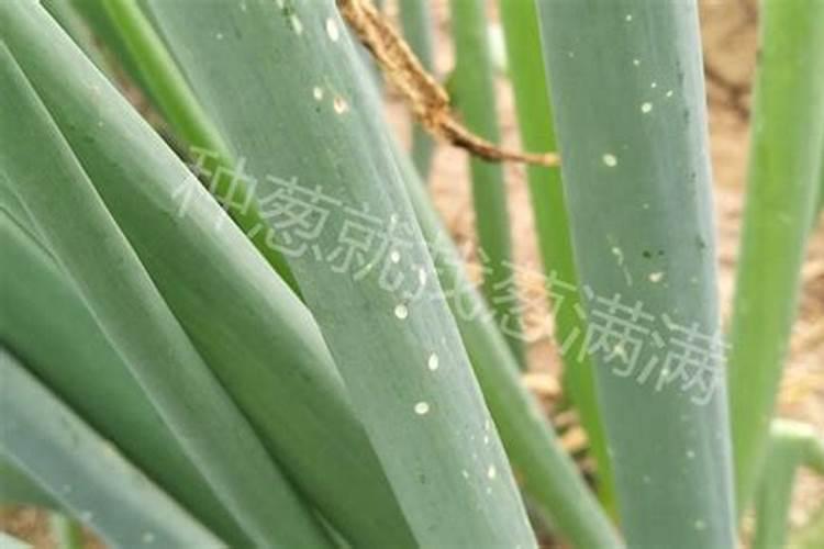 芦笋施什么肥最好