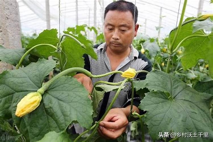 黄瓜打什么叶面肥黑绿