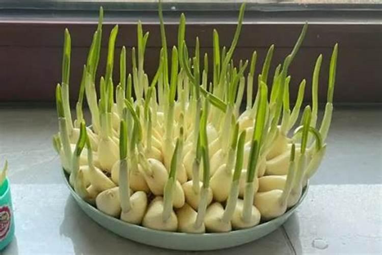 蒜苗出苗后怎么施肥