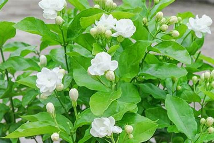 茉莉花如何养护花开不断