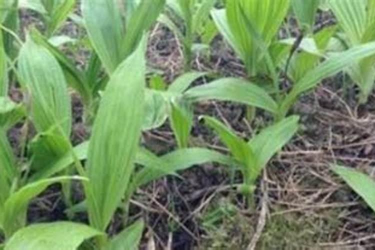 白芨底肥放什么肥好(底肥施用方法)