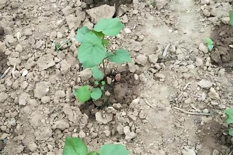 适合棉花的肥料种类主要有几种？