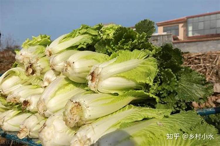 什么是磷肥？ 什么是钾肥？