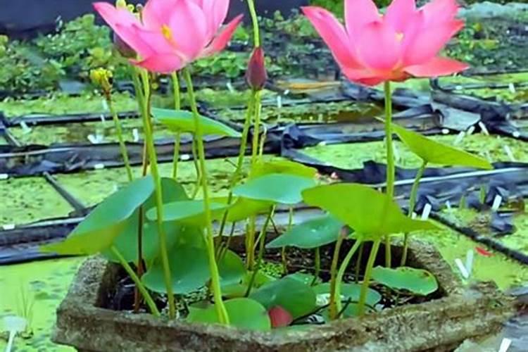 睡莲怎么养 水培 插花