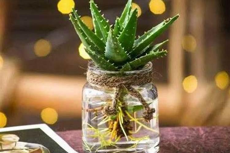 芦荟怎么生根最快,4个步骤使根须快速生长