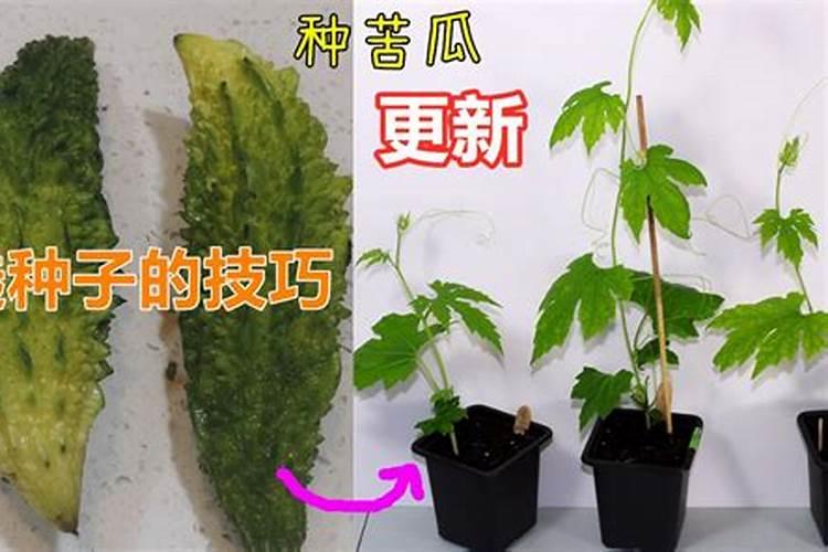 在阳台种植苦瓜必须施肥吗？是什么肥？