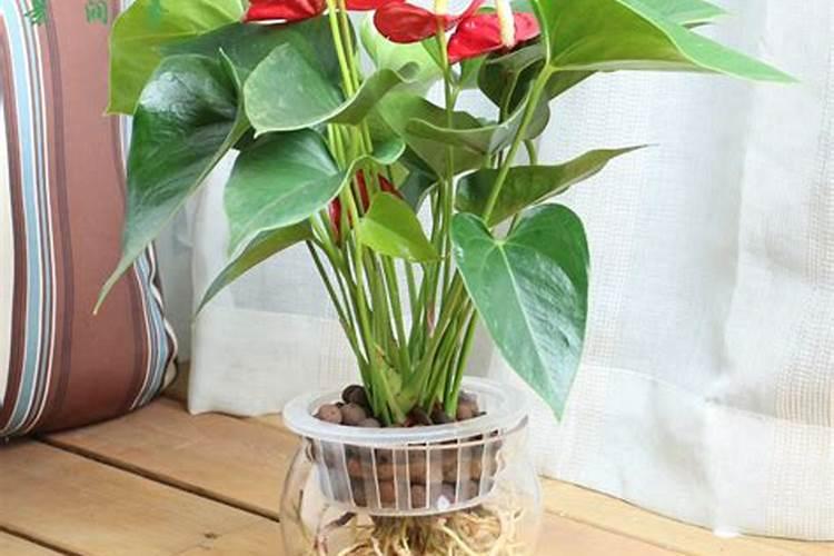 兰花分株后怎样浇水施肥？