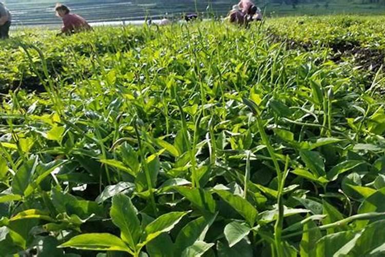 夏天怎样给植物施肥