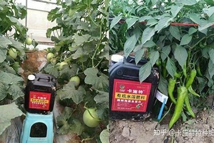 海藻鱼蛋白水溶肥料作用