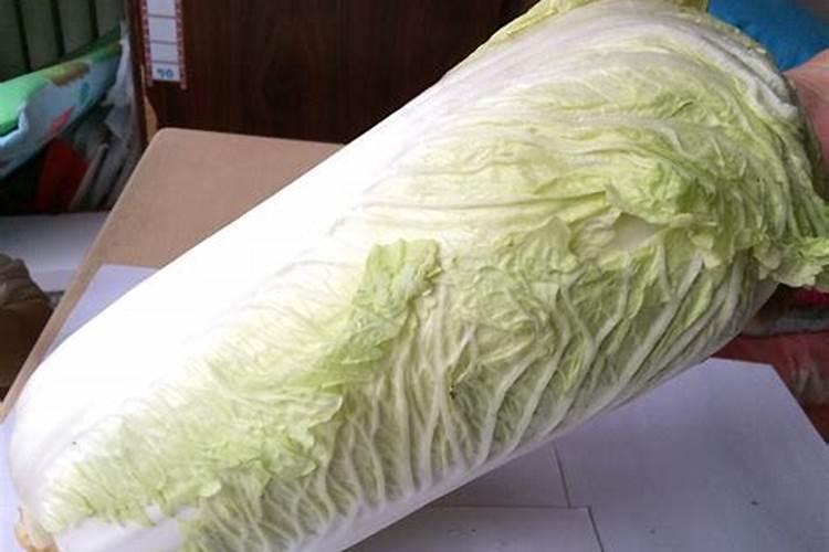 白菜多大时候喷钙镁硼肥好？