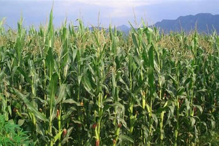 玉米什么时候喷施芸苔素 最佳使用时间及方法