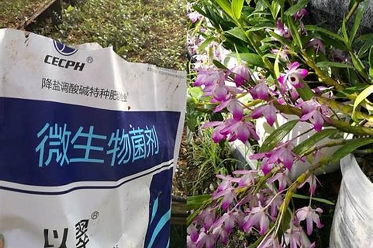 谁了解法国冬青种植技术？