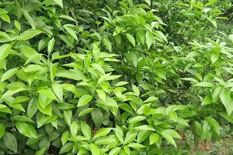 干货!促柑橘花芽分化,看完记得收藏!